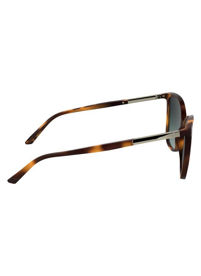 buy-calvin-klein-butterfly-sunglasses_601
