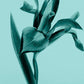 Tiffany Signature Eau De Parfum 50ml - Radiant Sophistication
