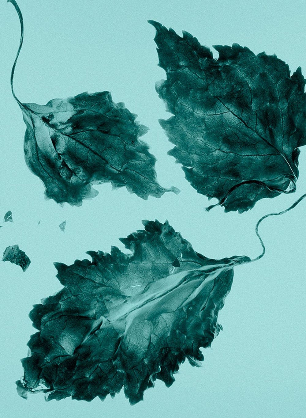 buy-tiffany-co-tiffany-signature-eau-de-parfum-75ml_dze