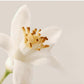 لوشن Nue Radiance لتعزيز الإشراقة 200ml