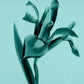 Tiffany Intense Eau De Parfum 30ml - Deeply Luxurious