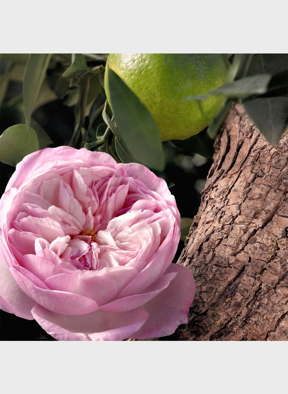 buy-chloe-rose-naturelle-intense-edp-50ml_ybs