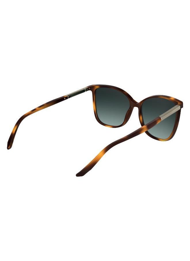 buy-calvin-klein-butterfly-sunglasses_zj1