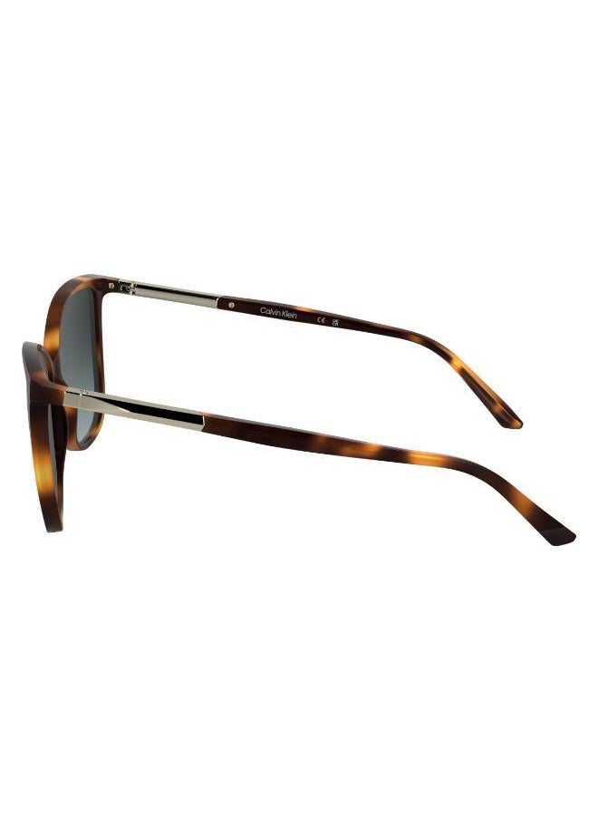 buy-calvin-klein-butterfly-sunglasses_2gz