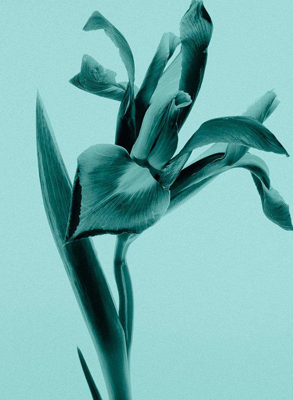 buy-tiffany-co-tiffany-signature-eau-de-parfum-75ml_0n2