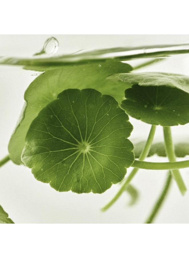 buy-beauty-of-joseon-light-on-serum-centella-vita-c_r15